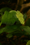 Smilacina racemosa RCP5-06 094.jpg